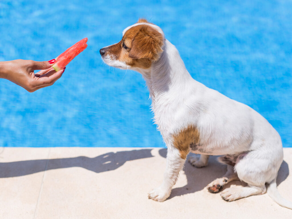 Dog eating watermelon by the pool.