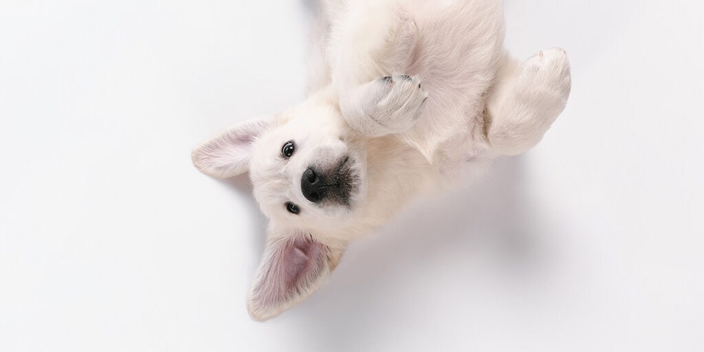 What does a dog's belly button look like?