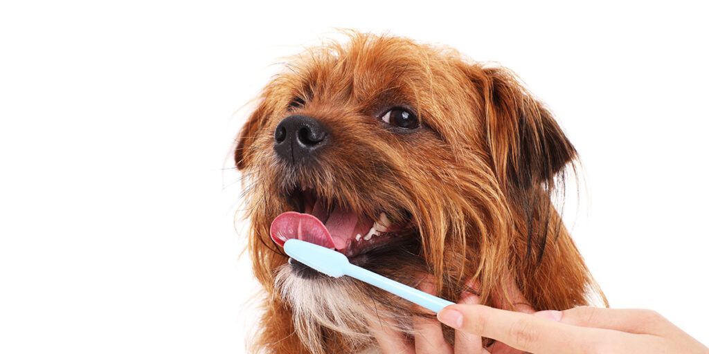 Brushing dog's teeth.