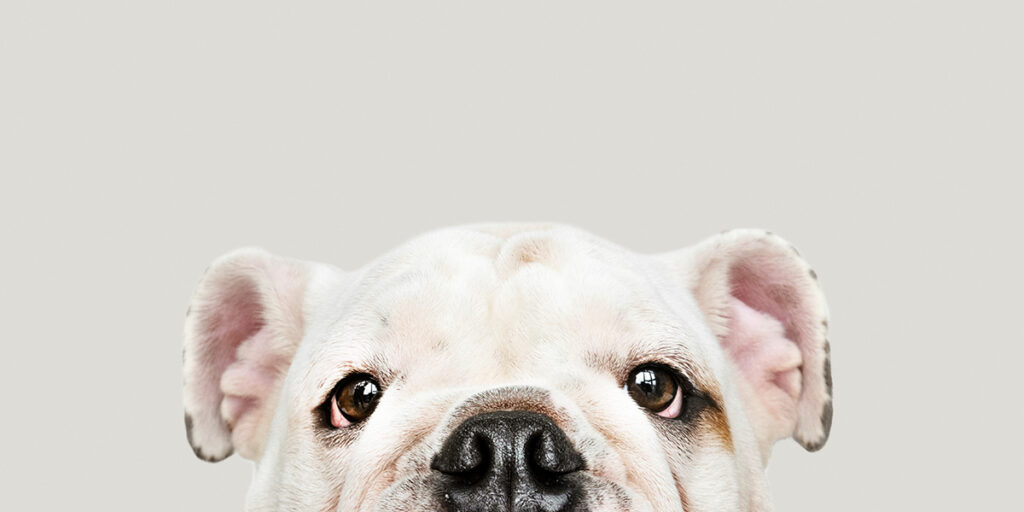 White bulldog.