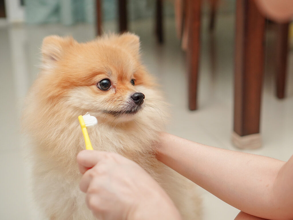 Homemade dog toothpaste recipes.