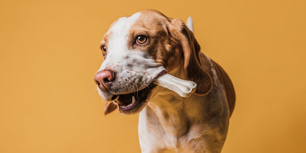 Bones help your dog's oral hygiene and dental health.