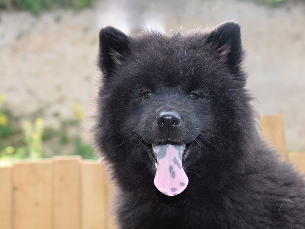 Black Samoyed - does it exist?