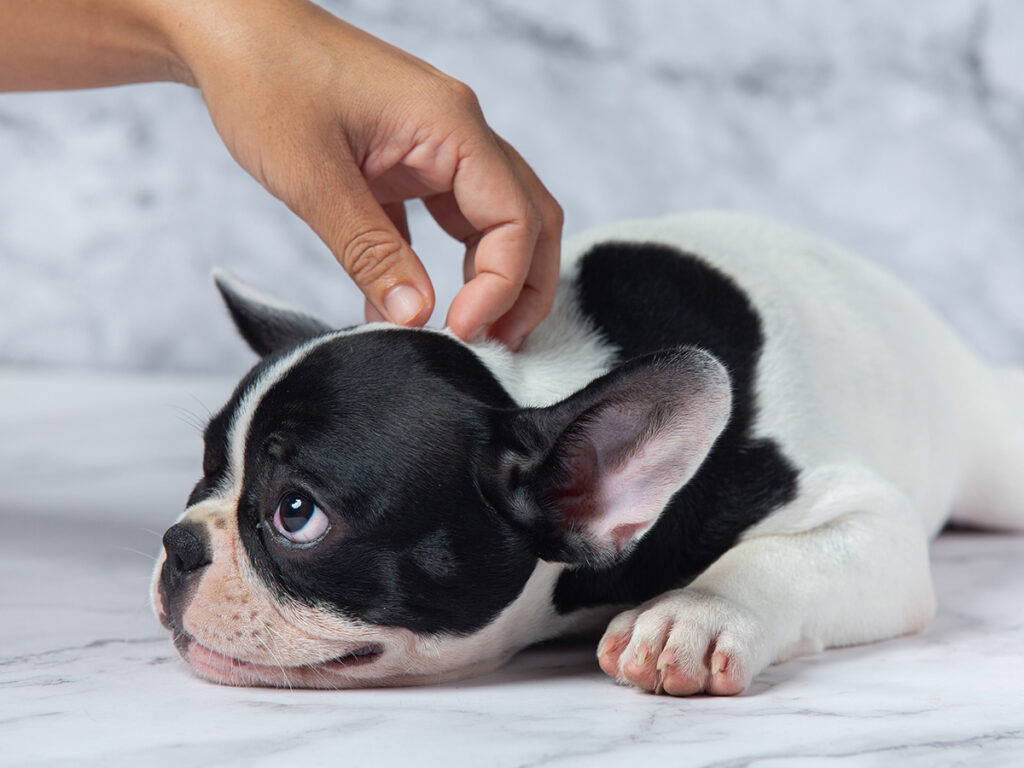 Are dogs ticklish?