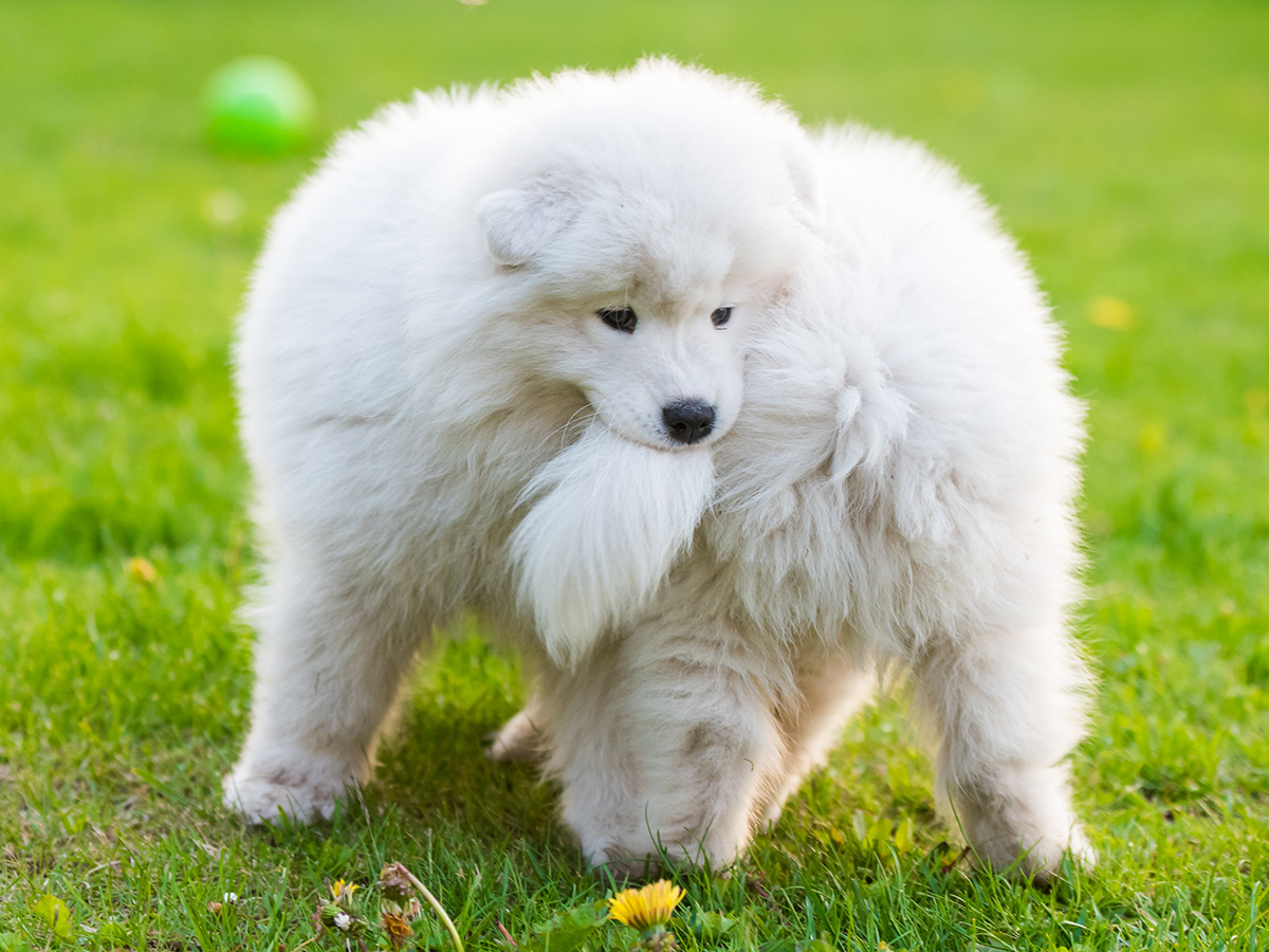 Are Samoyeds easy to train?