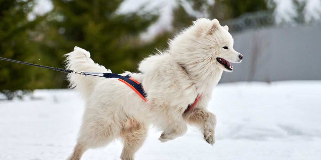 Training a Samoyed.