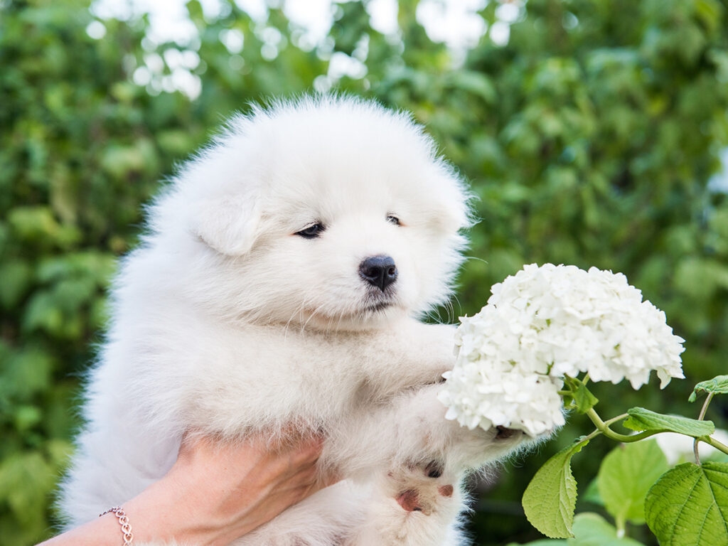 The personality of Samoyeds.