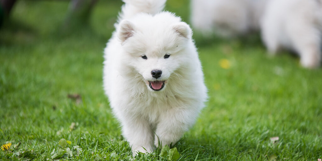 Are Samoyeds hypoallergenic dogs or not?