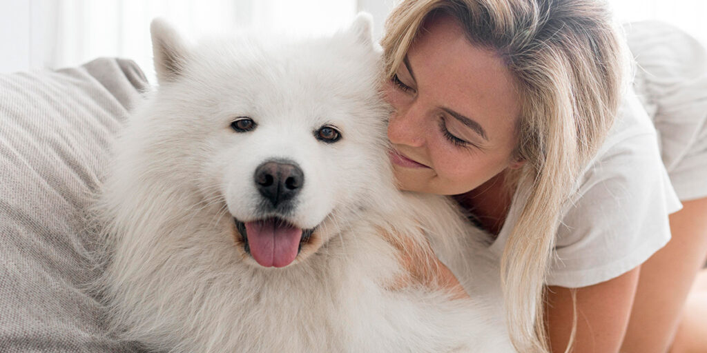 What makes Samoyeds hypoallergenic?