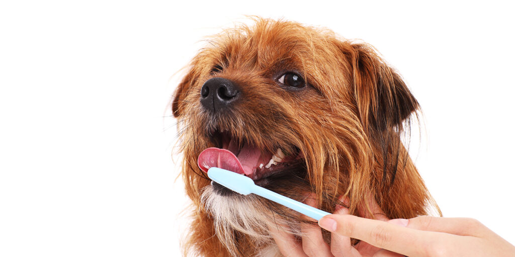 dog teeth brush