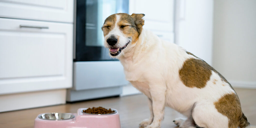 happy dog with their food