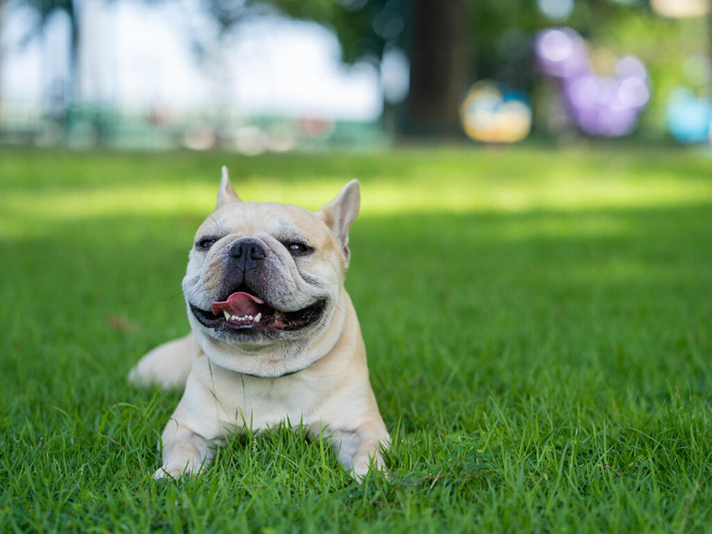 Best grass for dogs.