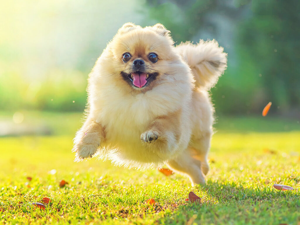 Dog's level of physical activity affects the quality of grass.