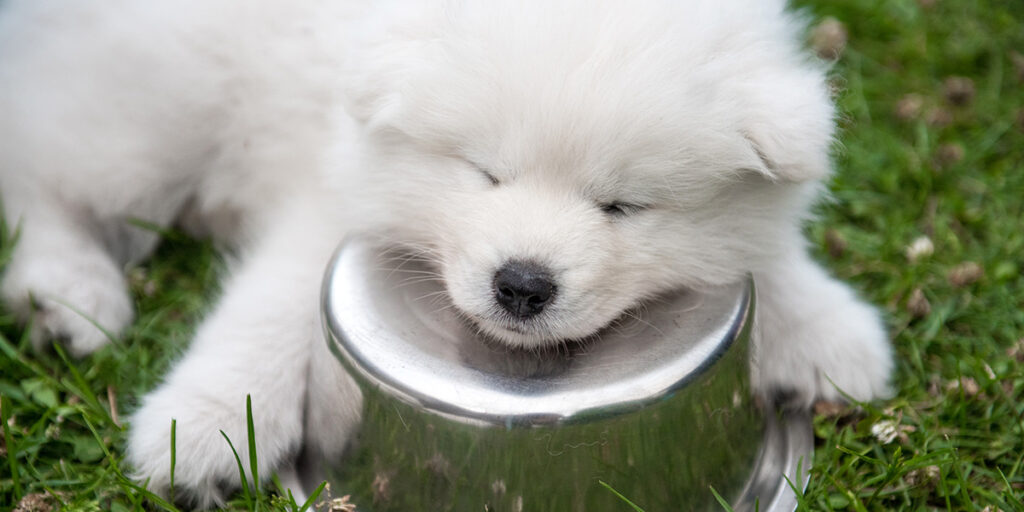 How to help your Samoyed live in hot weather?