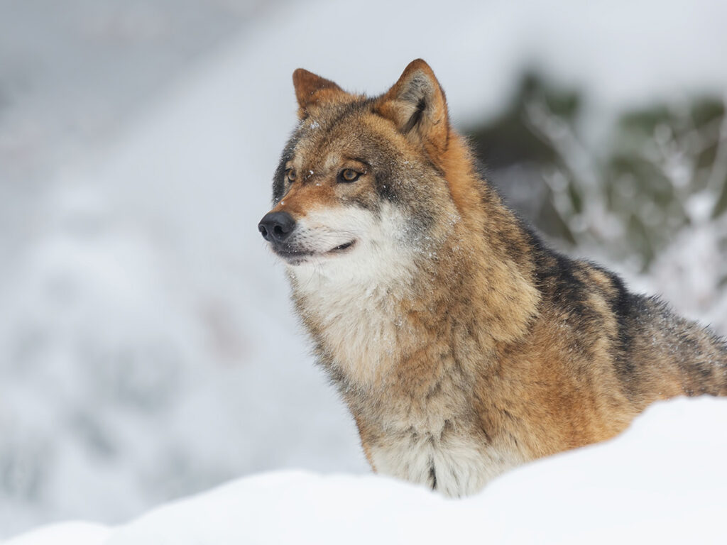 Dogs that look like wolves - which dog breeds?