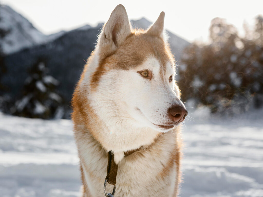 Husky - - dog breed similar to wolf.