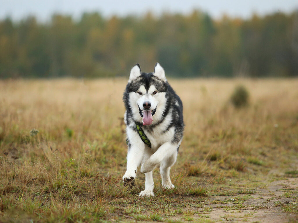 Alaskan Malamute - - dog breed similar to wolf.