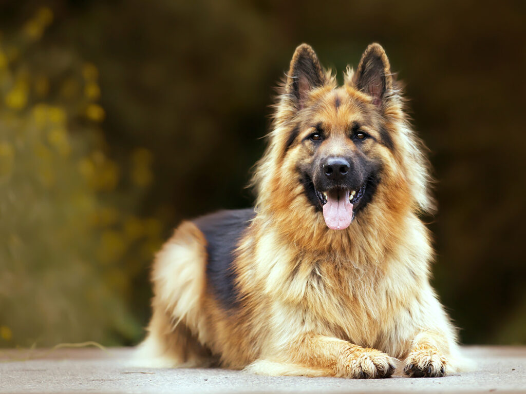 German Shepherd - - dog breed similar to wolf.