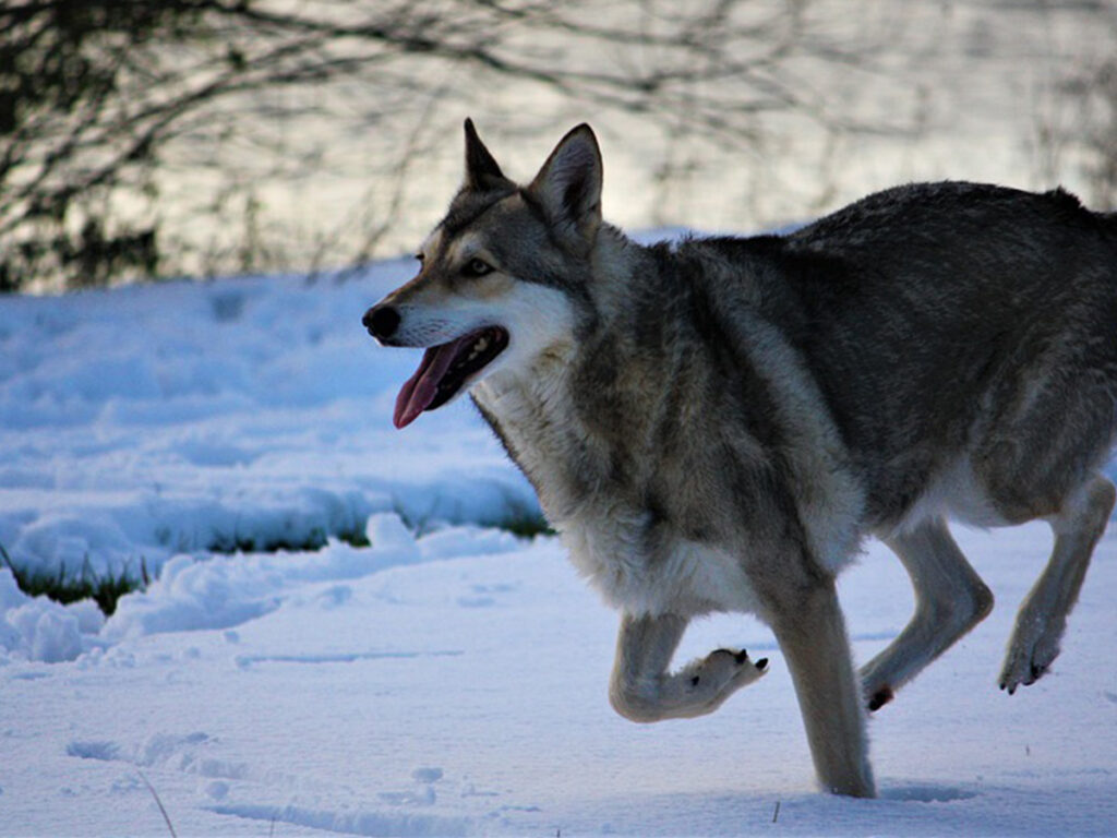 Saarloos Wolfdog - dog breed similar to wolf.