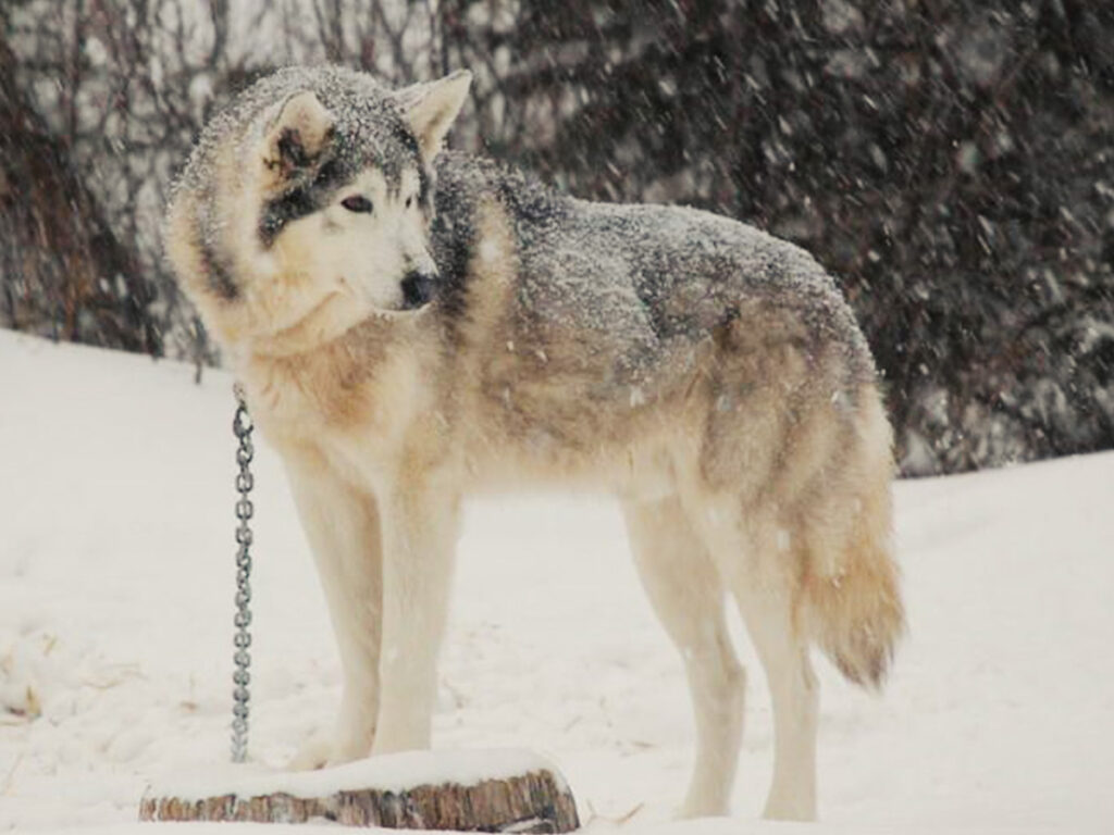 Kugsha or Amerindian Malamute - - dog breed similar to wolf.