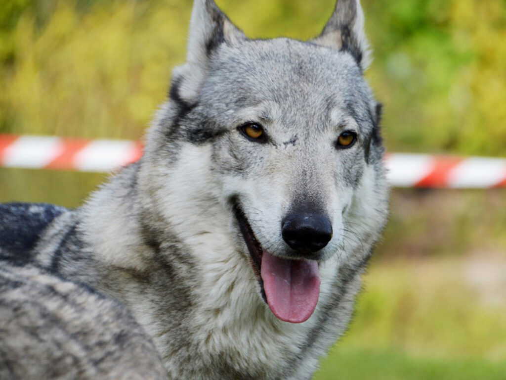Czechoslovakian Wolfdog - dogs that look like wolves.