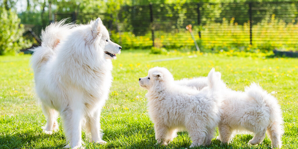 samoyed mom and puppies