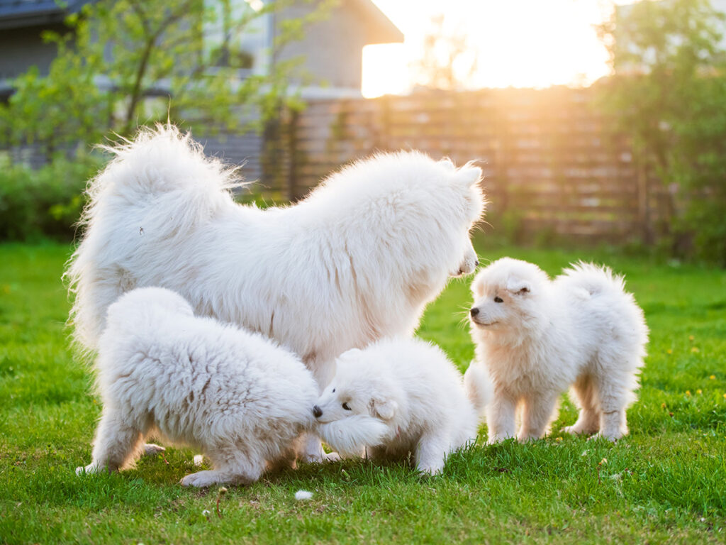 samoyed female with puppies