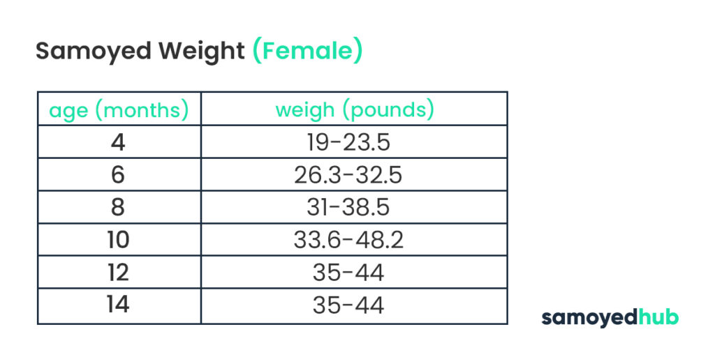 how big are samoyeds - female weight