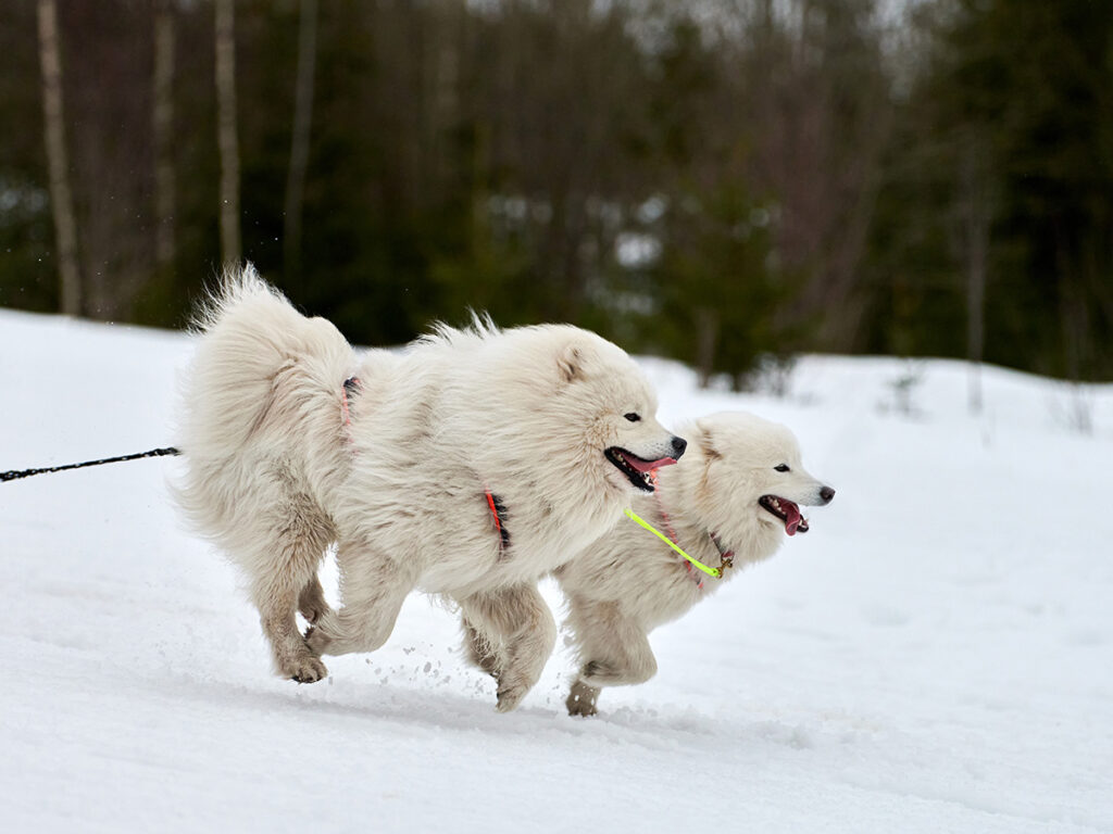 How fast can a dog run?