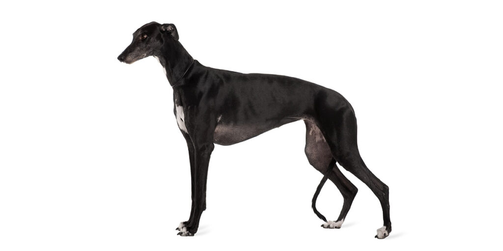 Greyhound - the world's fastest dog breeds