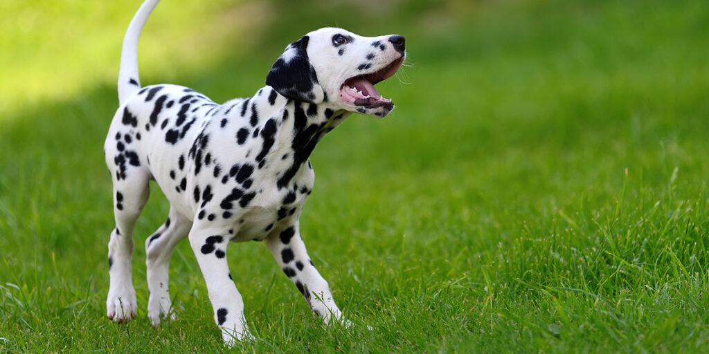 Dalmatian - the world's fastest dog breeds