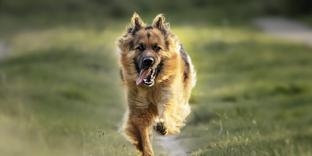 German Shepherd - the world's fastest dog breeds