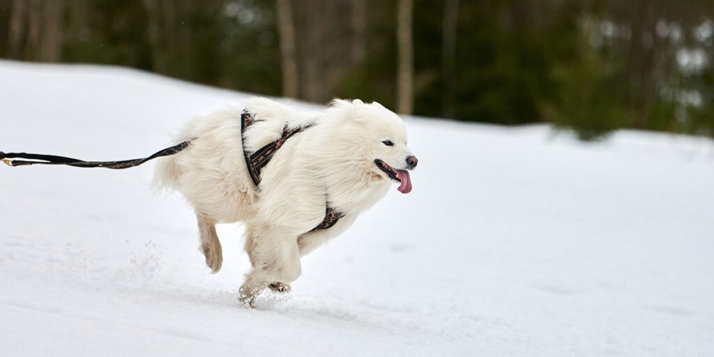How fast can a Samoyed run?