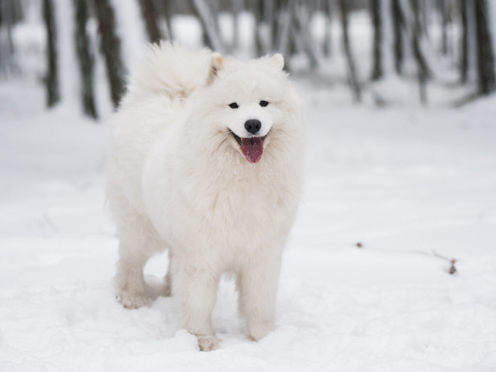 Samoyed life span