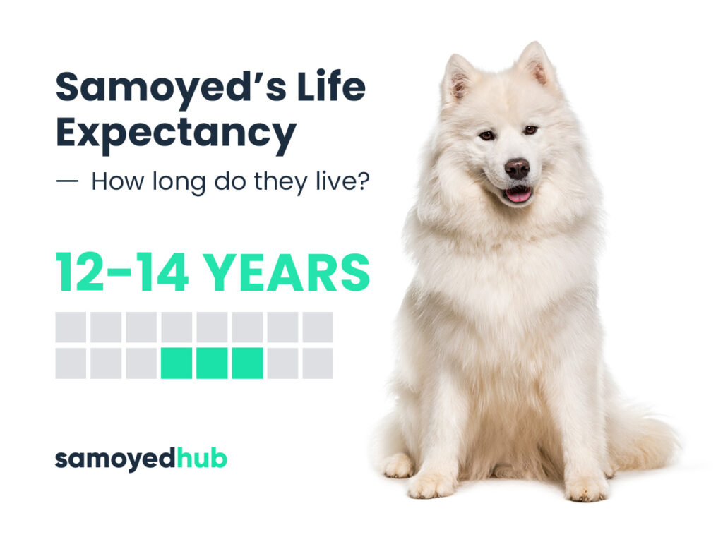 How long do Samoyeds live?