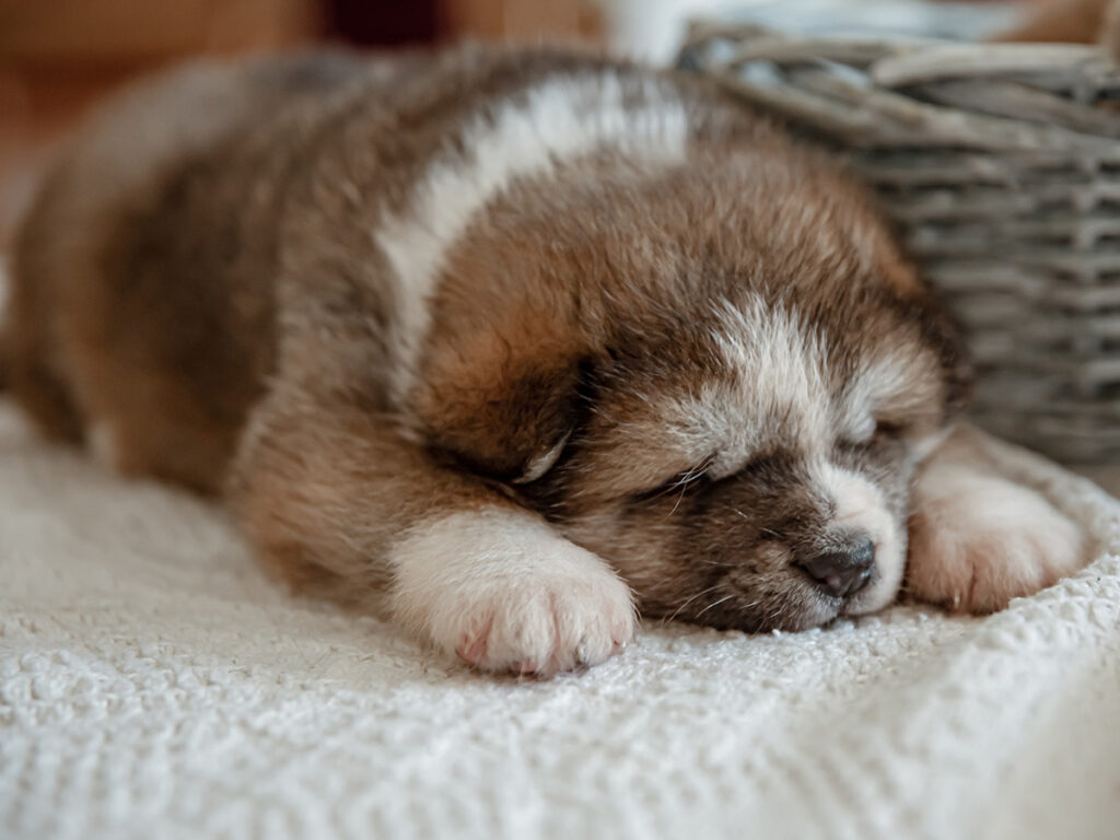 how-much-do-puppies-sleep-simple-tips-for-new-dog-owners