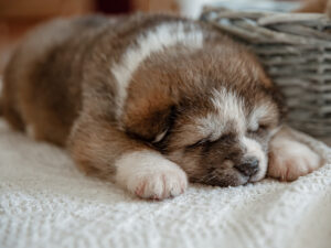 How much do puppies sleep?