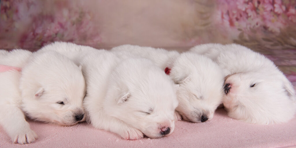 How much sleep do puppies need?
