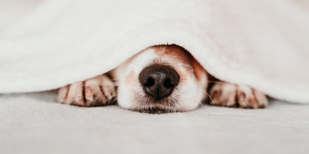 Sleep disorders in dogs.