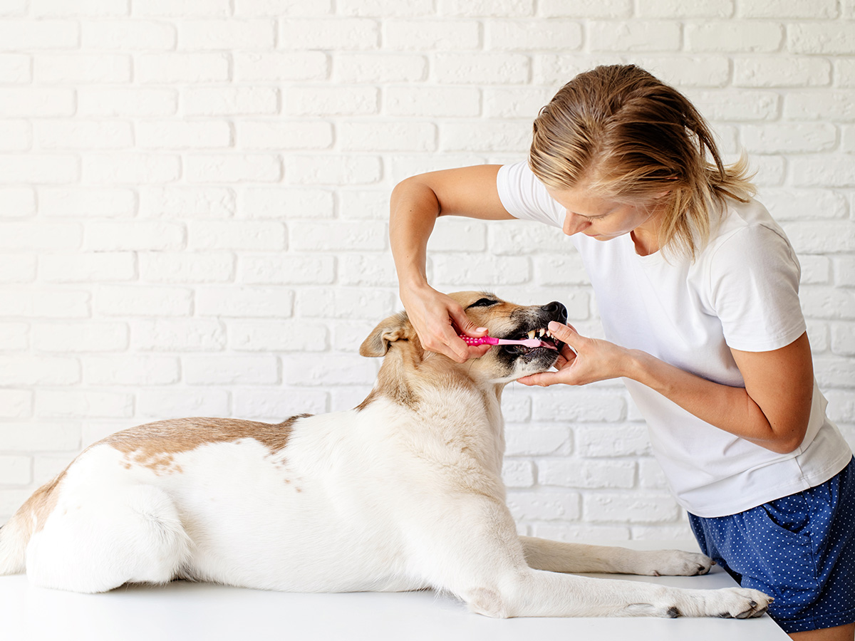 How to brush your dog's teeth?