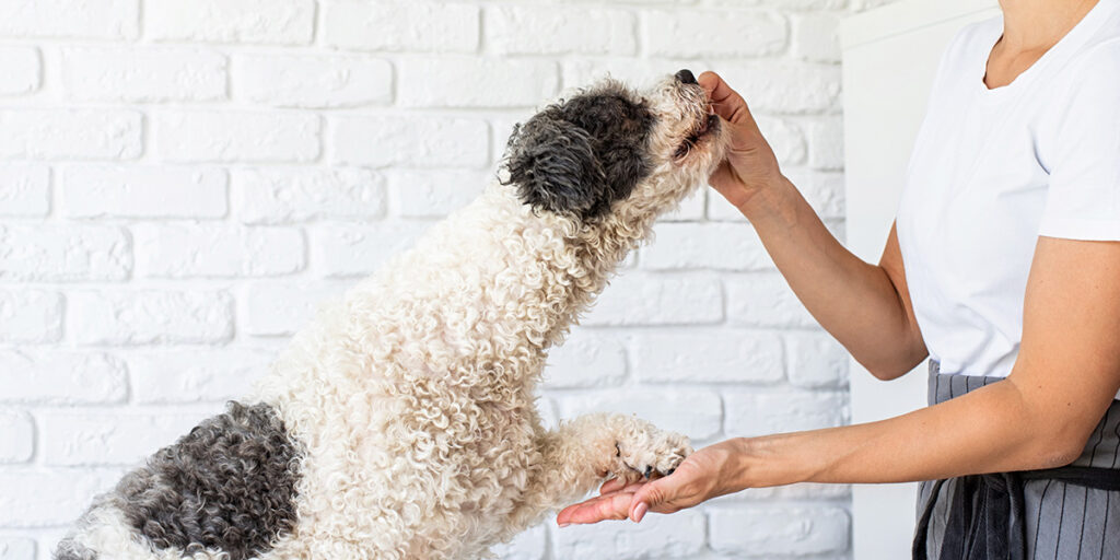 Make teeth brushing more interesting for your dog.
