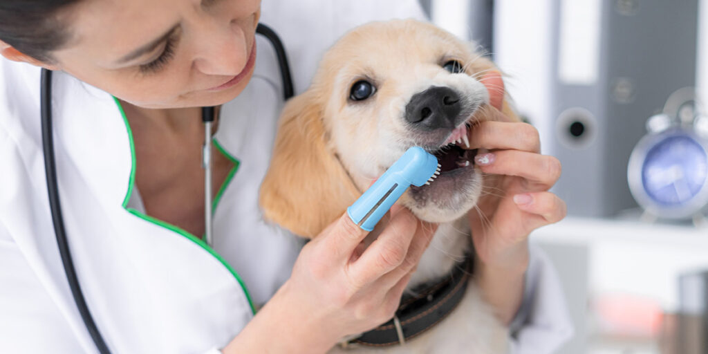 A vet brushing a dog's teeth.