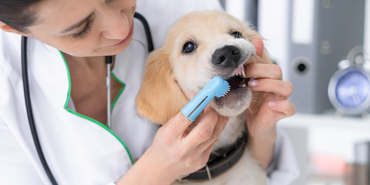 How to Brush Your Dog's Teeth 4 Easy Tips for Best Results