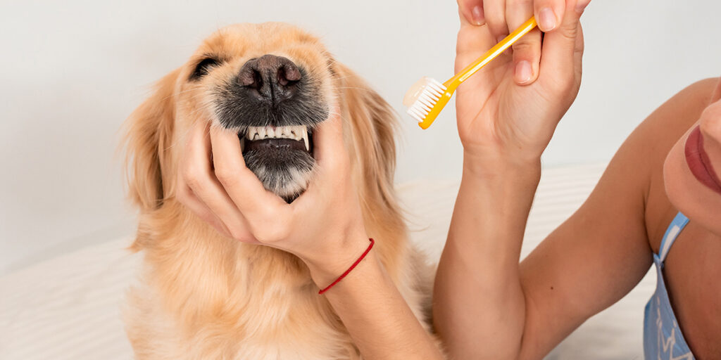 How to brush dog's teeth?