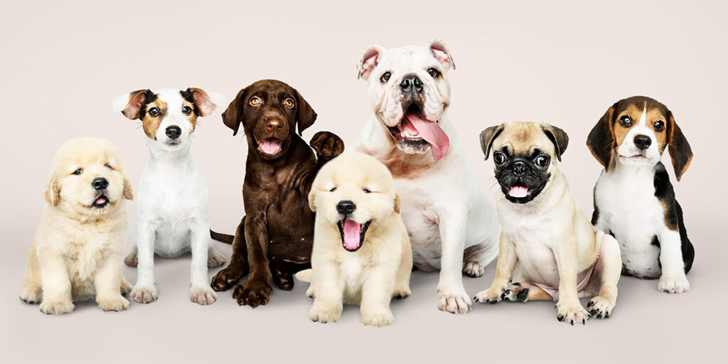 Find the right breed for your family.