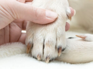 How to Trim Dog Nails That Are Overgrown