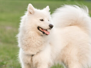 Long-haired dogs - which are the most popular long-haired dog breeds?