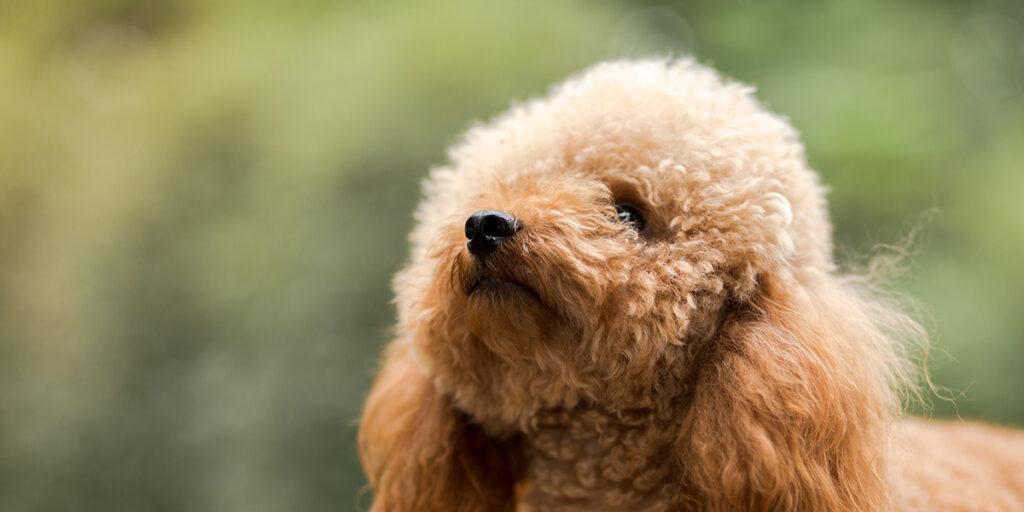 Long-haired dog breed - Poodle.