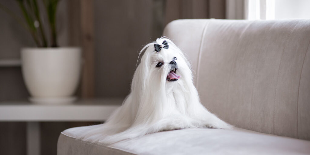 Long-haired dog breeds - Maltese.