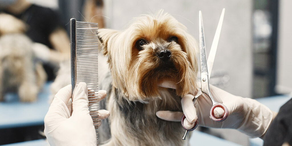 Long-haired dog - Yorkshire Terrier.